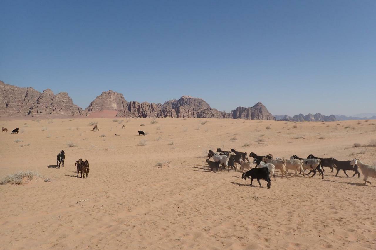 Martian Camp ワディ ・ラム エクステリア 写真